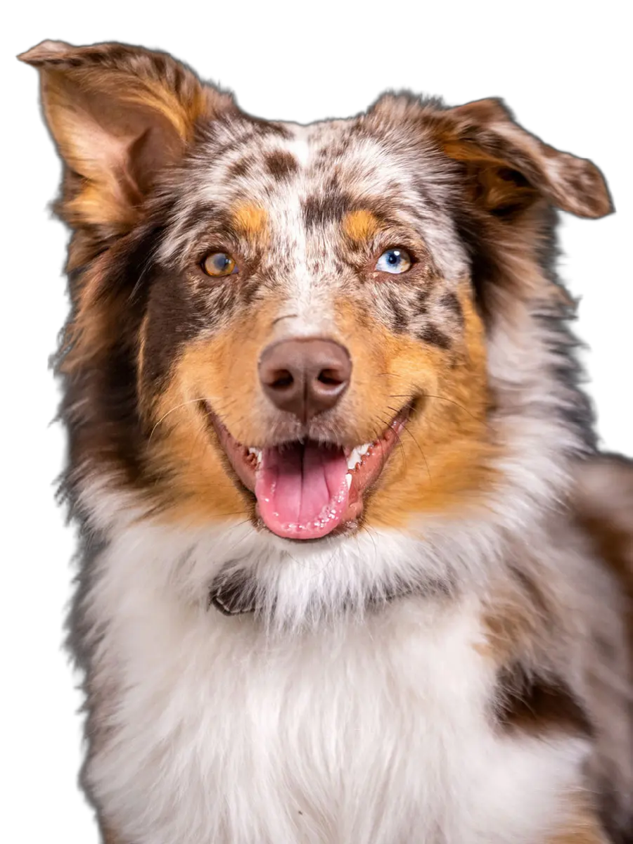 Hunde Trockenfutter