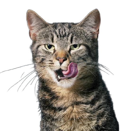 Katzen Produkte